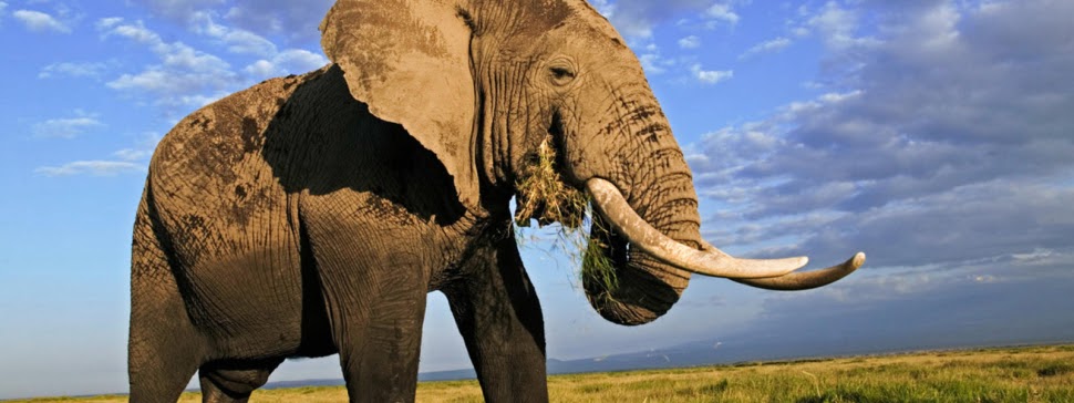 A large elephant with long tusks eating grass on a sunny morning.