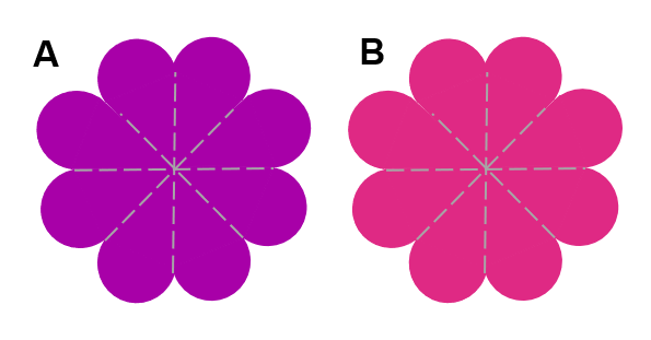 A picture of two flowers of different colors with 8 petals.