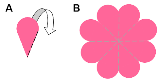 A picture of a cut cone unfolded to show a flower with 8 petals.