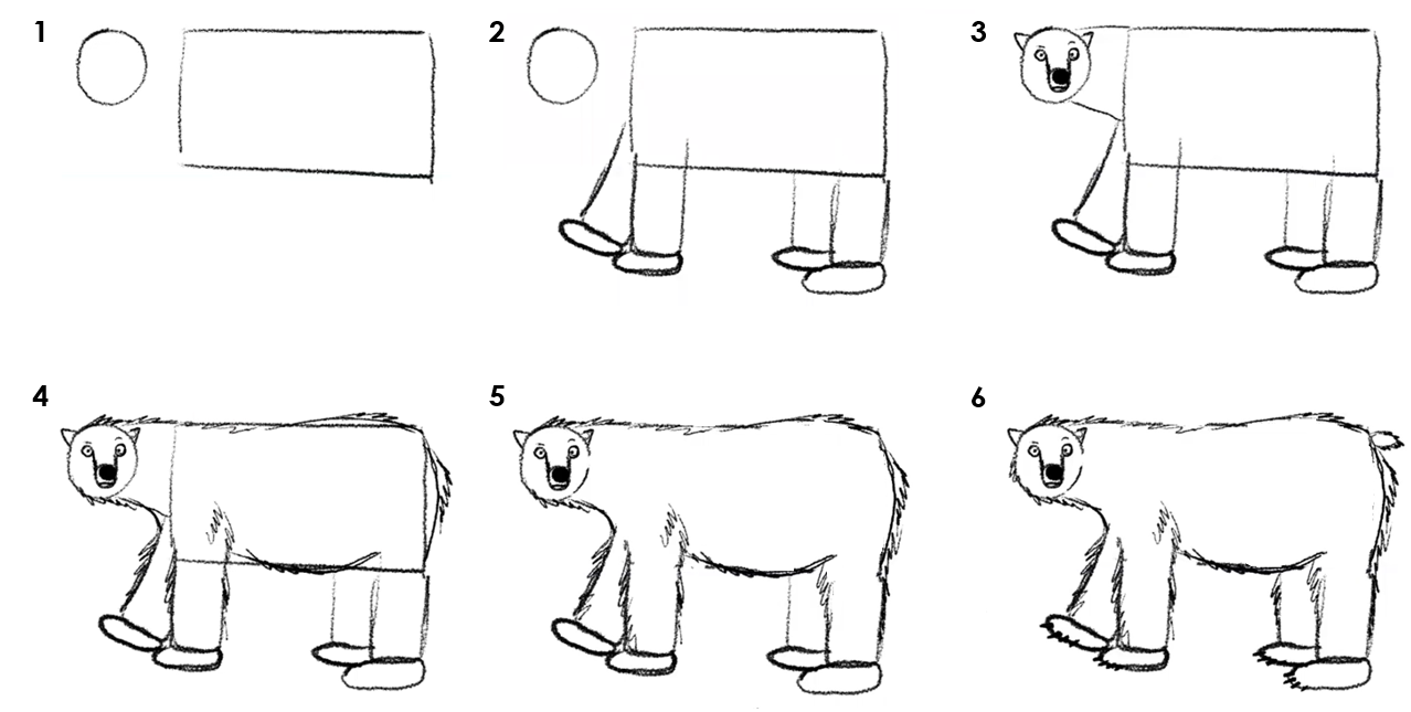 Numbered instructions on how to draw a polar bear