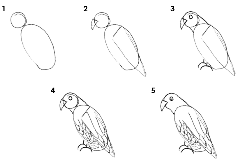 Numbered instruction on how to draw a parrot