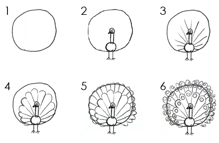 6 numbered illustrations to draw a peacock