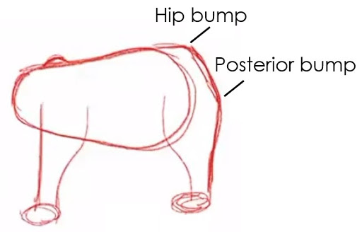 pear-shaped body with front-side legs; hip and posterior bumps labeled on the upper right.