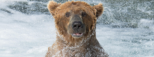 Still photograph of a brown bear in river