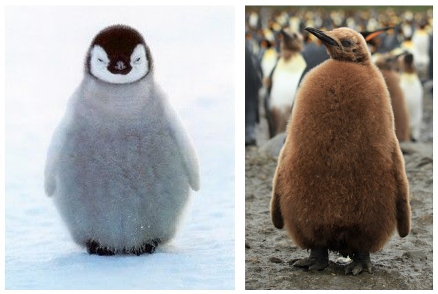 gray and brown baby penguins