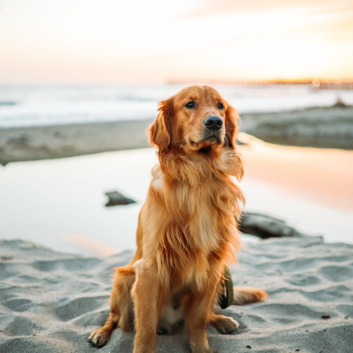 A sitting dog by the beach