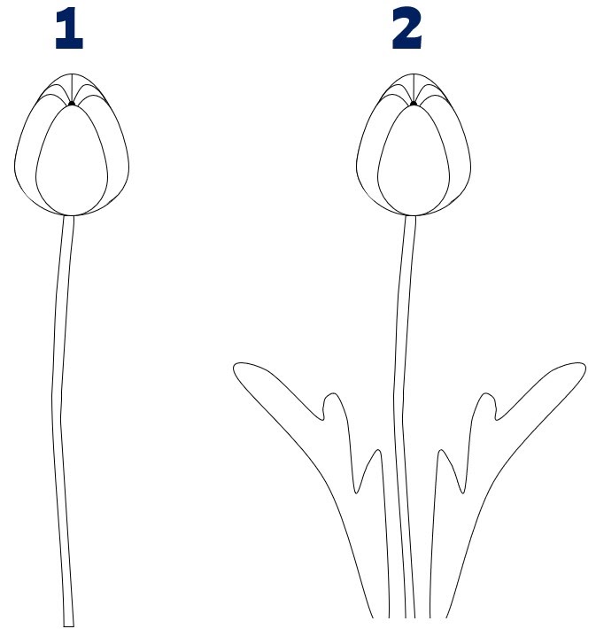 Numbered instruction on how to draw a tulip stem and leaves