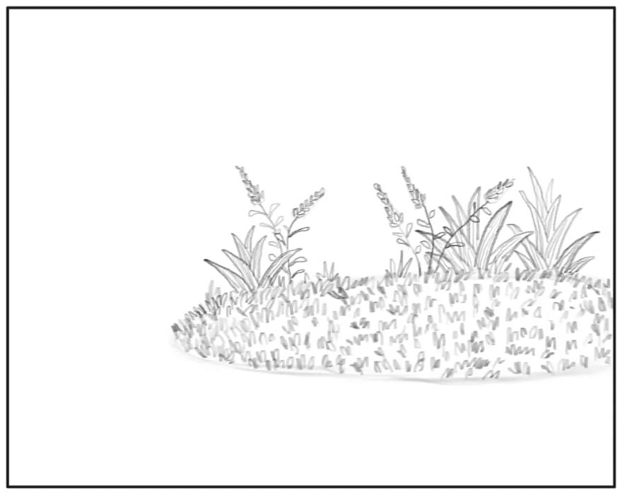 Drawing of grass cover, plants, and flowers inside a rectangle