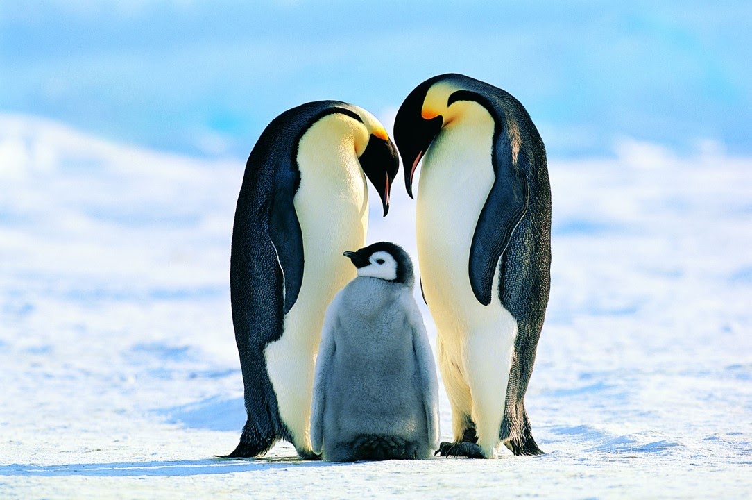 A family of Emperor penguins