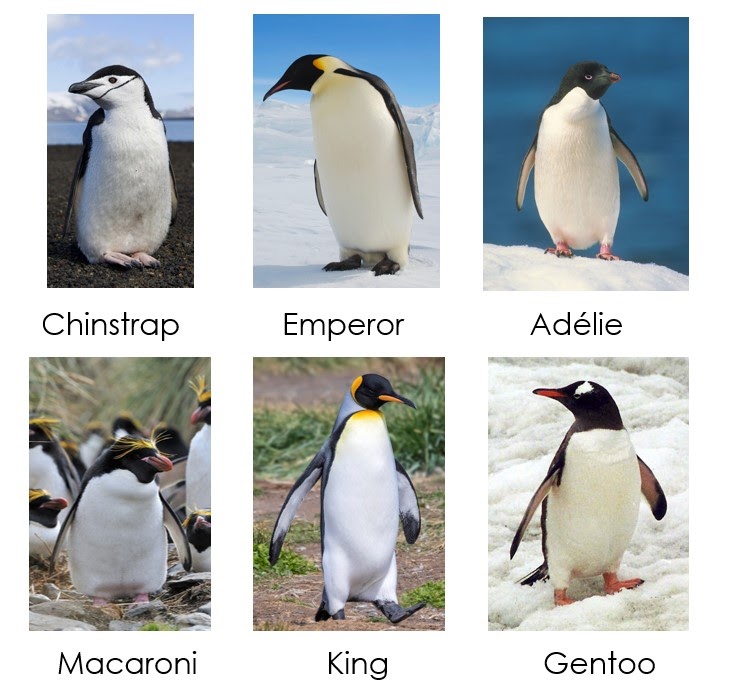 6 species of penguins: Chinstrap, Emperor, Adelie, Macaroni, King, and Gentoo