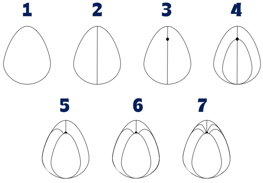 Numbered instruction on how to draw a tulip flower