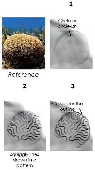 Numbered graphical instruction on how to draw the brain coral.