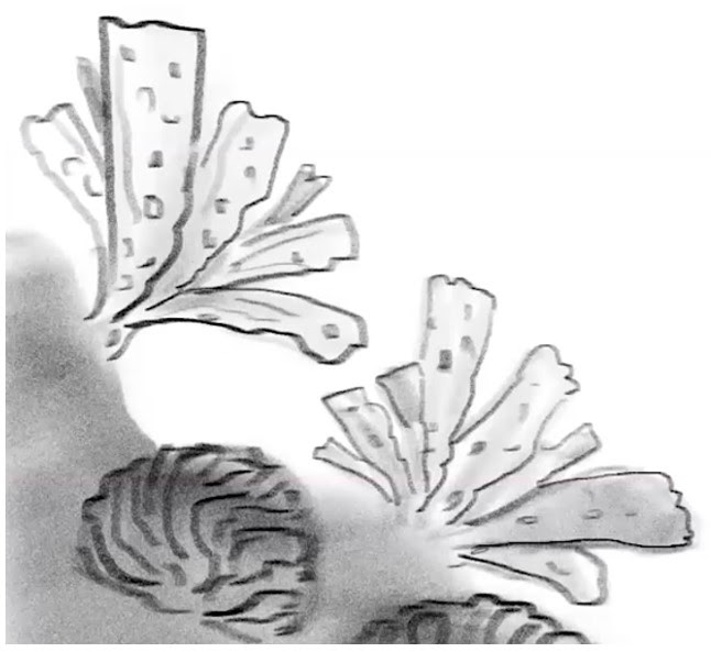 a zoomed view of the fan-like coral drawing