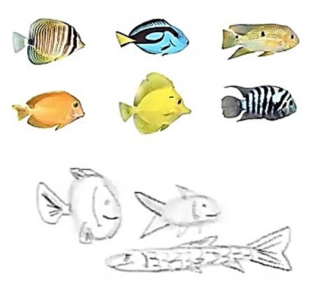 Images of different fishes on top and drawings at the bottom.