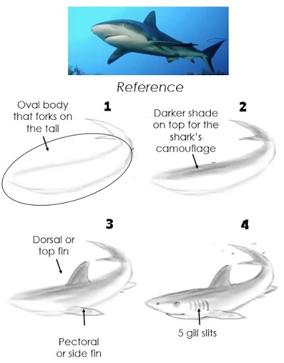 Numbered graphical instruction on how to draw the shark